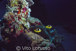 Fishs - Amphiprion bicinctus by Vito Lorusso 